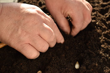 Soil and hands. Seeds in the ground. Spring landing.