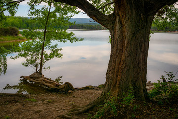 Gran tronco de árbol junto a la orilla de un lago reflejando el cielo lleno de nubes