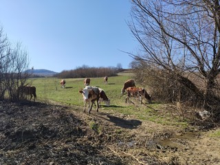 Naklejka premium herd of cows on a pasture in Slatinita, Romania 2019