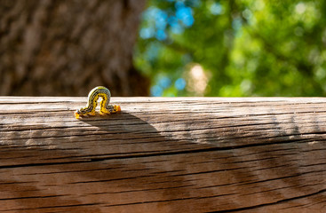 Gusano oruga de color amarillo caminando sobre viga de madera