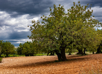 Gran olivo de olivar en atardecer nublado con suelo seco
