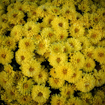 ramo de flores amarillas decorativas