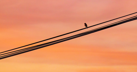 Oiseau sur c&acirc;ble &eacute;lectrique  