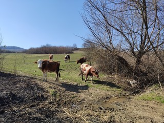 herd of cows on a pasture in Slatinita, Romania 2019