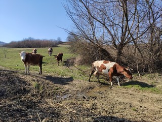 herd of cows on a pasture in Slatinita, Romania 2019