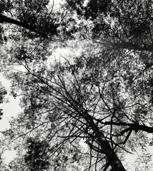 silhouette of a tree