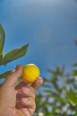 Limón al antural bajo un cielo azulado