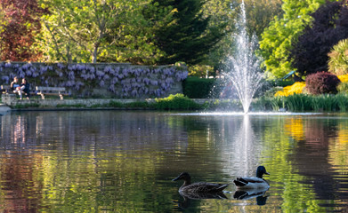 Ducks in the duck pond at Pinner Memorial Park, Pinner, Middlesex, north west London UK, photographed on a sunny spring day. Colourful trees and plants around the lake are reflected in the water.