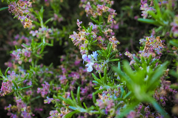 Fototapeta premium lavender flowers in the garden