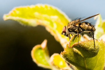 Detail of Black Fly Appearing to Conquer a Leaf