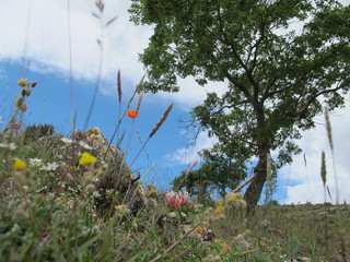 árbol