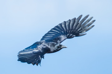 Crow Flying Off to Engage in More Mischief