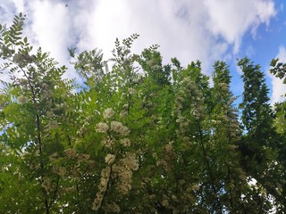 Fototapeta premium blooming acacia tree and sky