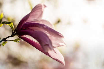 Single magnolia flower bloom close up