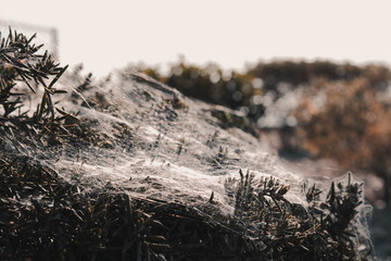 web covered bush 