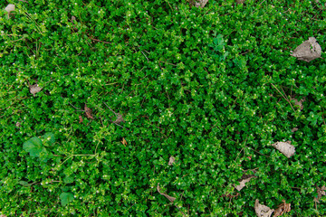 natural grass plant ground cover in park spring concept wallpaper background scenic top view