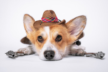 Cute ginger and white dog of welsh corgi pembroke breed wearing cowboy straw hat and holding two revolvers in each paws, lays on the floor on white background.