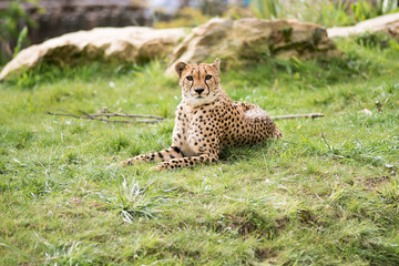 guépard