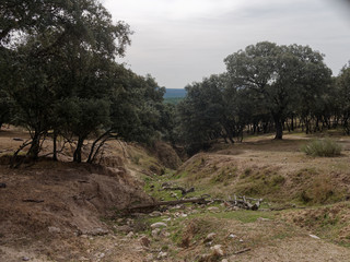View of dried up creek or river with stones and dried tree trunks. Trees on both sides of the creek.