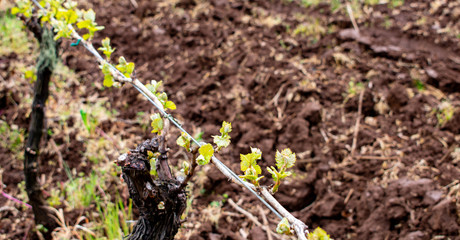 A close up view of tiny new leaves on a grapevine in an Oregon vineyard, spring bursts forth.