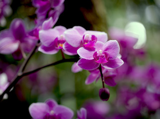 Naklejka na ściany i meble Pink Orchid In The Garden
