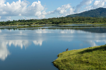 Fototapeta na wymiar Bush Buck, Arusha National Park. Tanzania