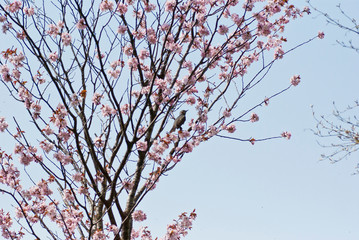 桜の花咲く