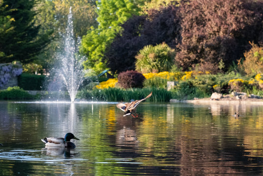 Ducks in the duck pond at Pinner Memorial Park, Pinner, Middlesex, north west London UK, photographed on a sunny spring day. Colourful trees and plants around the lake are reflected in the water.