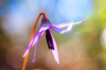 Naklejka premium カタクリ