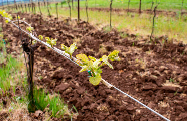 A closetup of tiny leaves sprouting along a grapevine in an Oregon vineyard, soft focuse vines in the background, contrast with tilled soil. 