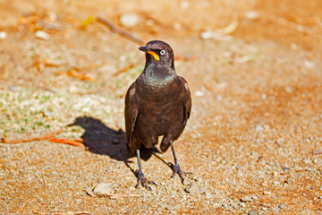African Pied Starling standing on ground