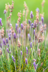 Lavender growing in a field ready to be picked.