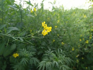 yellow flowers in the garden