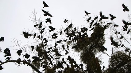 Ravens on the tree - Powered by Adobe