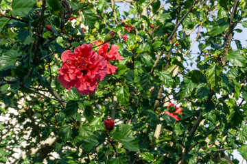 Red flowers in the garden