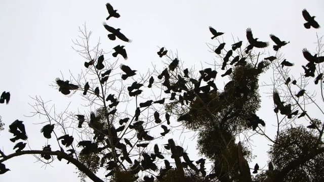 Ravens on the tree
