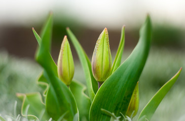 The buds of tulips