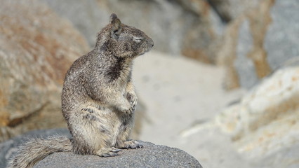 A grey ground squirrel looks like he is asleep on the job as lookout 