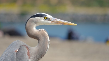 Close up portrait of a beautiful young Great Blue Heron (Ardea herodias) 