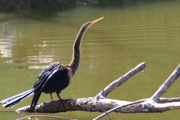 photo of a female Anhinga (Anhinga anhinga) perched on a log by the pond