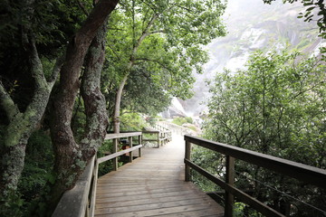 Fototapeta premium bridge in the forest