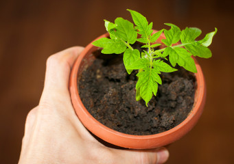 Tomato seedling in a pot