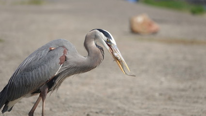 Great Blue Heron (Ardea herodias) stands on the shore swallowing a small fish  