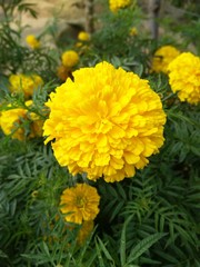 yellow flowers