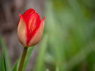 red tulip in bloom on a green background in spring