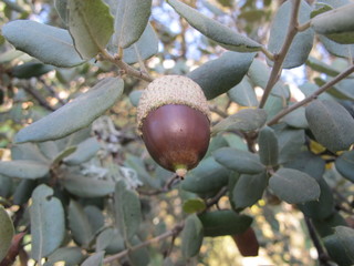 Bellotas