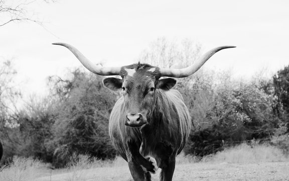Texas longhorn portrait in rural field, rustic black and white farm animal image.