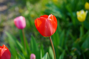 チューリップ