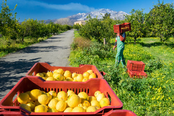 Harvest time: boxes full of just picked lemons in a citrus grove near Catania, Sicily, Mount Etna in the background - 342935043