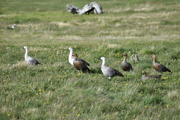 a group of upland goose or Magellan goose (Chloephaga picta)